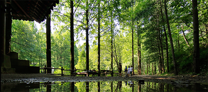 Jangtaesan Natural Forest