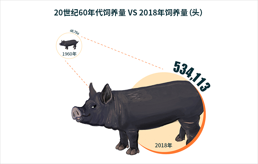 20世纪60年代饲养量 48,794头 VS 2018年饲养量 534,113头