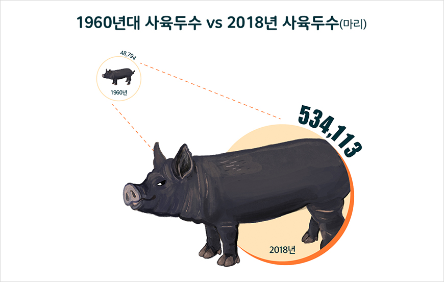 1960년대 사육두수 48,794마리 VS 2018년 사육두수 534,113마리