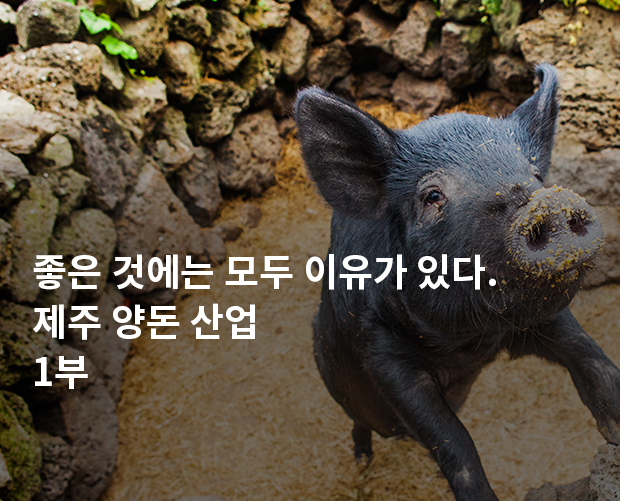 좋은 것에는 모두 이유가 있다. 제주 양돈 산업 1부 이미지