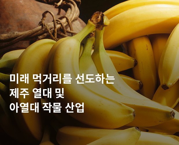 미래 먹거리를 선도하는 제주 열대 및 아열대 작물 산업 이미지