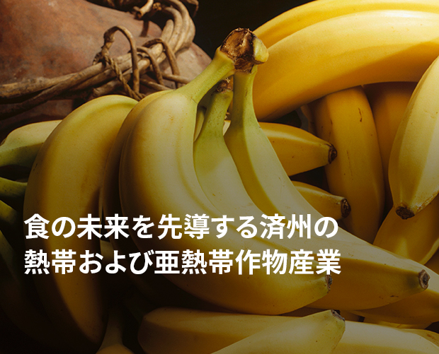 食の未来を先導する済州の熱帯および亜熱帯作物産業 画像