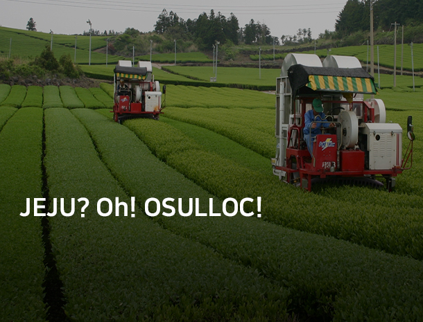 JEJU? Oh! OSULLOC image